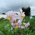 Solanum tuberosum 'Roseval' fleur